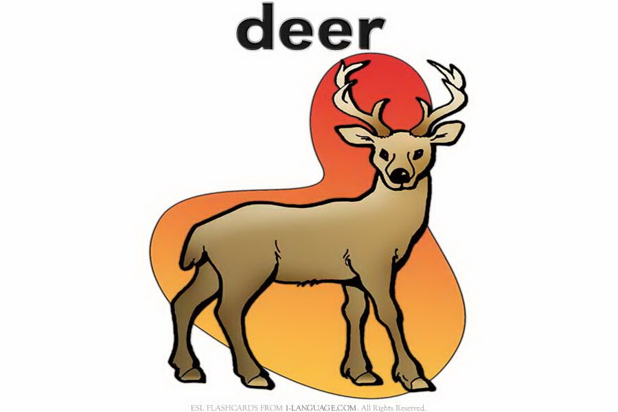 Deer перевод. Deer на английском. Deer for Kids. Рисунки на английский Deer. Deer Flashcards.
