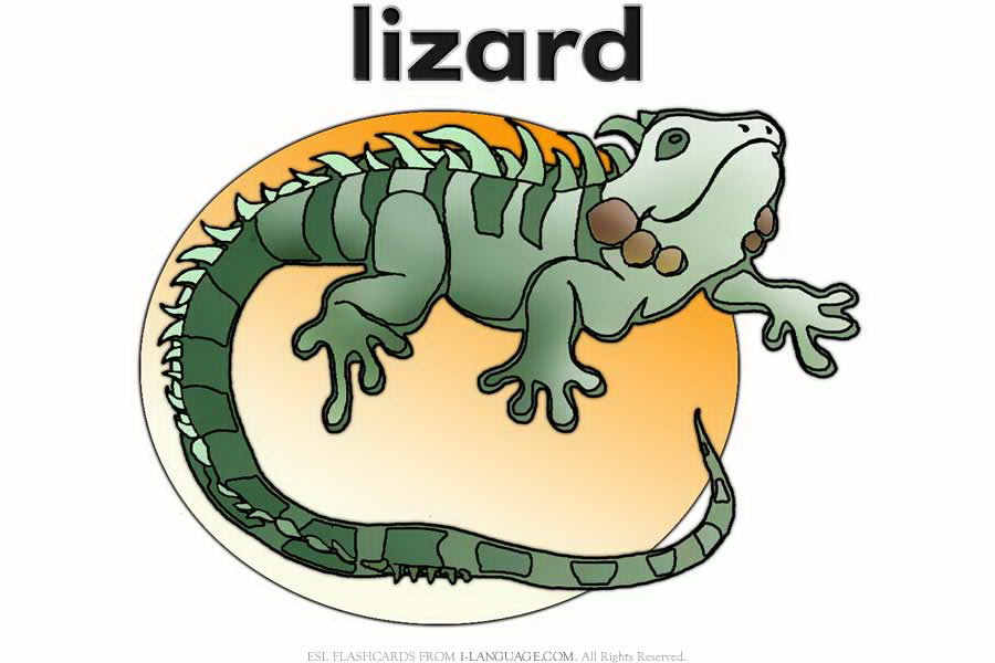 Return to 4.Animals Flashcards. lizard. 